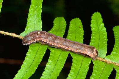 粉紅帶散紋夜蛾 Callopistria maillardi maillardi