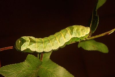 弧角散紋夜蛾 Callopistria duplicans