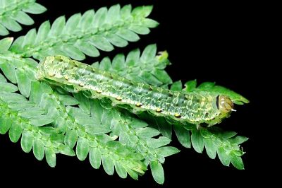 麗紋散紋夜蛾 Callopistria pulchrilinea