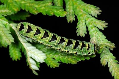 麗紋散紋夜蛾 Callopistria pulchrilinea