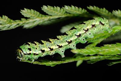 麗紋散紋夜蛾 Callopistria pulchrilinea