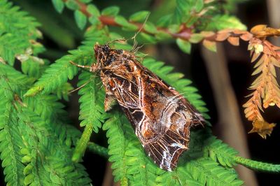 粉紅帶散紋夜蛾 Callopistria maillardi maillardi 雄蟲