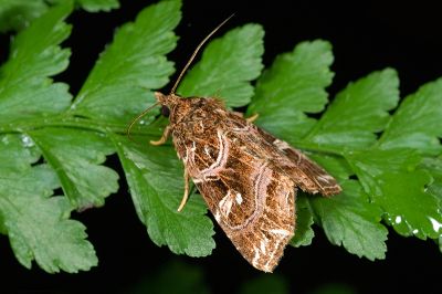 東洋散紋夜蛾 Callopistria japonibia 雌蟲