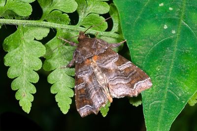 紅棕散紋夜蛾 Callopistria placodoides 雄蟲