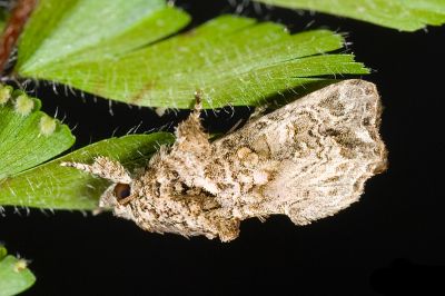 珠紋散紋夜蛾 Callopistria guttulalis 雄蟲