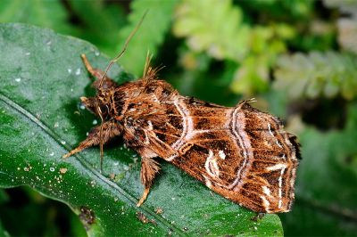 東洋散紋夜蛾 Callopistria japonibia 雄蟲