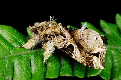 暗角散紋夜蛾 Callopistria phaeogona 雄蟲