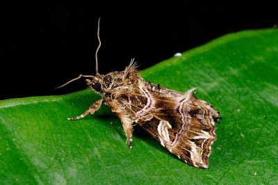 弧角散紋夜蛾 Callopistria duplicans 雄蟲