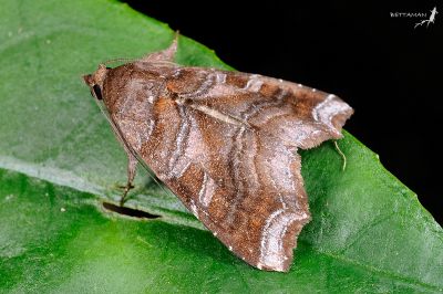 紅棕散紋夜蛾 Callopistria placodoides 雌蟲