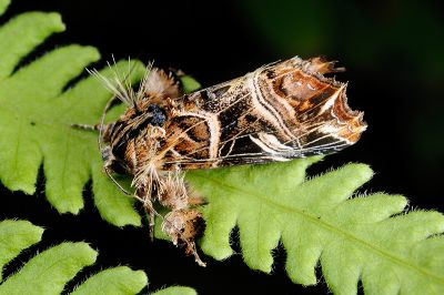小紅暈散紋夜蛾 Callopistria nobilior 雄蟲