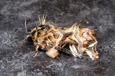 紅暈散紋夜蛾 Callopistria repleta 雄蟲