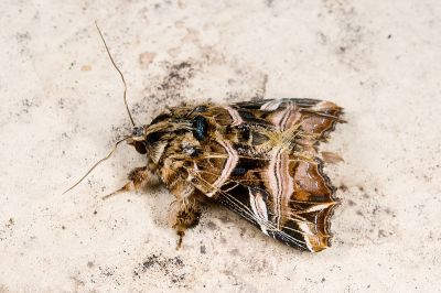 小紅暈散紋夜蛾 Callopistria nobilior 雄蟲