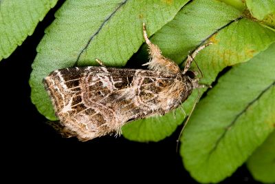 麗紋散紋夜蛾 Callopistria pulchrilinea 雌蟲