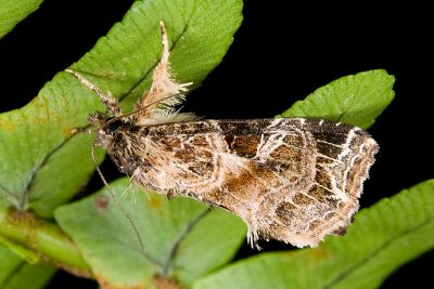 麗紋散紋夜蛾 Callopistria pulchrilinea 雄蟲