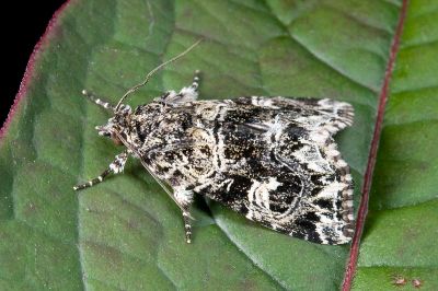 白斑散紋夜蛾 Callopistria delicata 雄蟲
