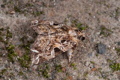 彎線散紋夜蛾 Callopistria deflexusa 雄蟲