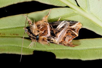 紅暈散紋夜蛾 Callopistria repleta 雌蟲