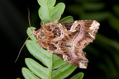散紋夜蛾 Callopistria juventina 雌蟲