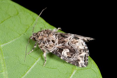 白斑散紋夜蛾 Callopistria delicata 雄蟲