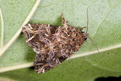 流紋散紋夜蛾 Callopistria rivularis