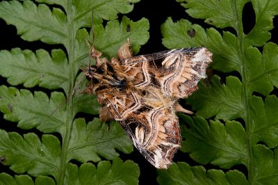 紅暈散紋夜蛾 Callopistria repleta 雄蟲