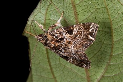 彎線散紋夜蛾 Callopistria deflexusa 雄蟲