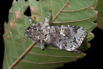 黯翅散紋夜蛾 Callopistria nigrescens 雄蟲
