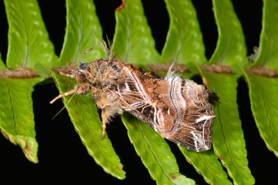 粉紅帶散紋夜蛾 Callopistria maillardi maillardi 雄蟲