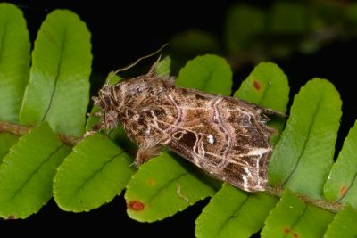 流紋散紋夜蛾 Callopistria rivularis 雄蟲