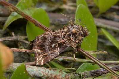 流紋散紋夜蛾 Callopistria rivularis 雌蟲