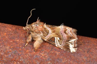 散紋夜蛾 Callopistria juventina 雄蟲