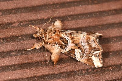 散紋夜蛾 Callopistria juventina 雄蟲
