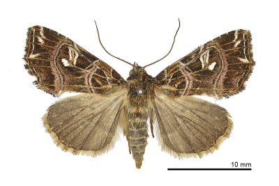 東洋散紋夜蛾 Callopistria japonibia 雌蟲