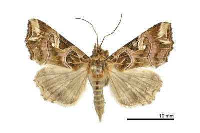 散紋夜蛾 Callopistria juventina 雄蟲