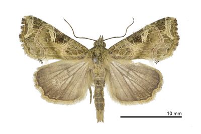 麗紋散紋夜蛾 Callopistria pulchrilinea 雄蟲