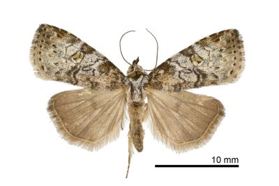 Chorsia mollicula 雌蟲