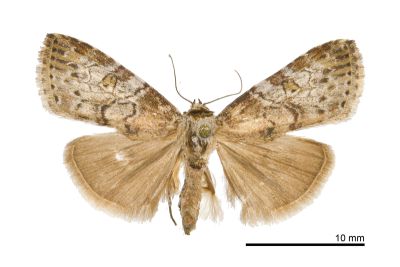 Chorsia mollicula 雄蟲