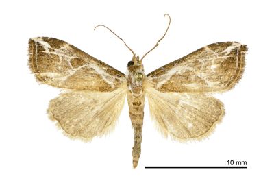 Chorsia albiscriptus 雄蟲