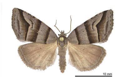三條火夜蛾 Flammona trilineata 雌蟲