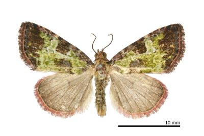 臺灣構夜蛾 Koyaga viriditincta 雄蟲