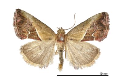 桃紅瑙夜蛾 Maliattha volodia 雄蟲