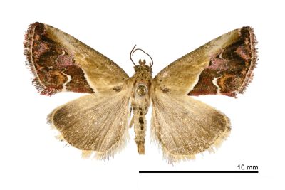 桃紅瑙夜蛾 Maliattha volodia 雄蟲
