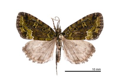 寶島擬沼夜蛾 Pseudodeltote formosana 雄蟲