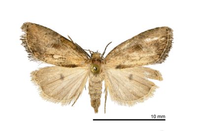 Strotihypera flavipuncta 雌蟲