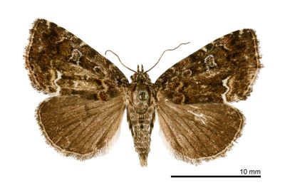紅杉夜蛾 Sugia rufa 雌蟲
