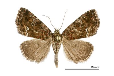 紅杉夜蛾 Sugia rufa 雄蟲