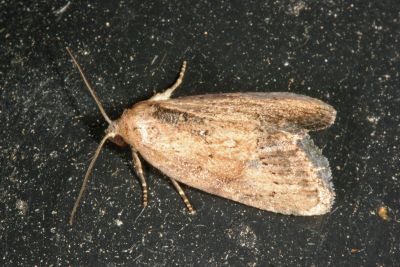 Strotihypera flavipuncta 雄蟲