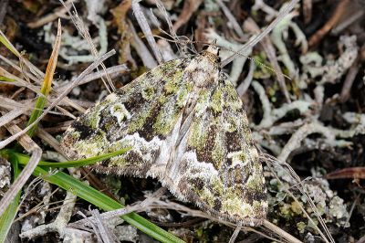 寶島擬沼夜蛾 Pseudodeltote formosana