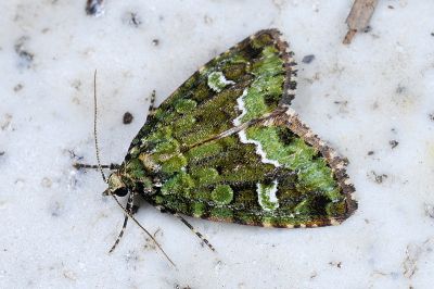 寶島擬沼夜蛾 Pseudodeltote formosana