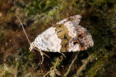 標瑙夜蛾 Maliattha signifera 雄蟲